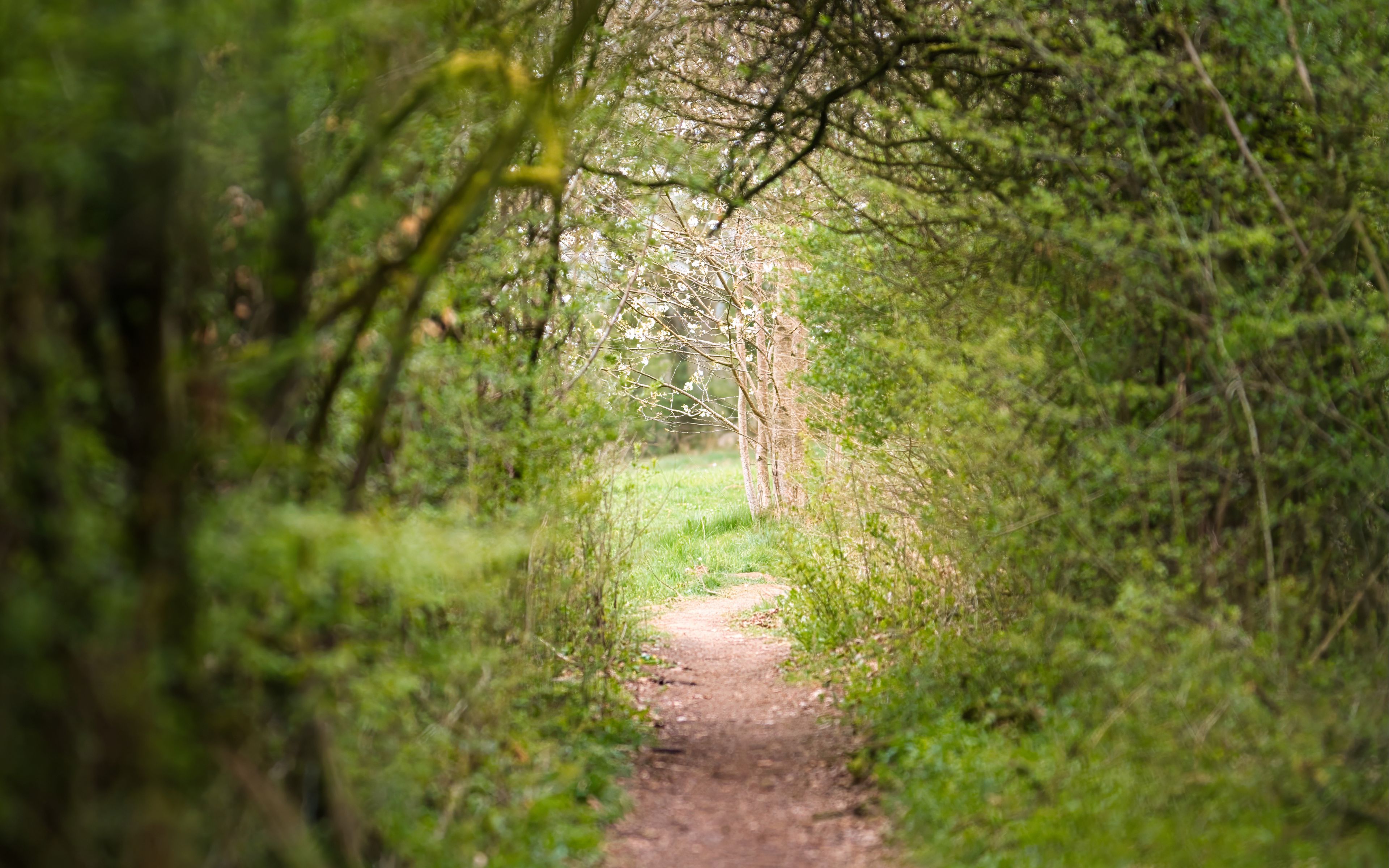 Soft green forest path winding between native trees